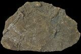 Rare English Pentacrintes Crinoid Fossil - Dorset, UK #94769-1
